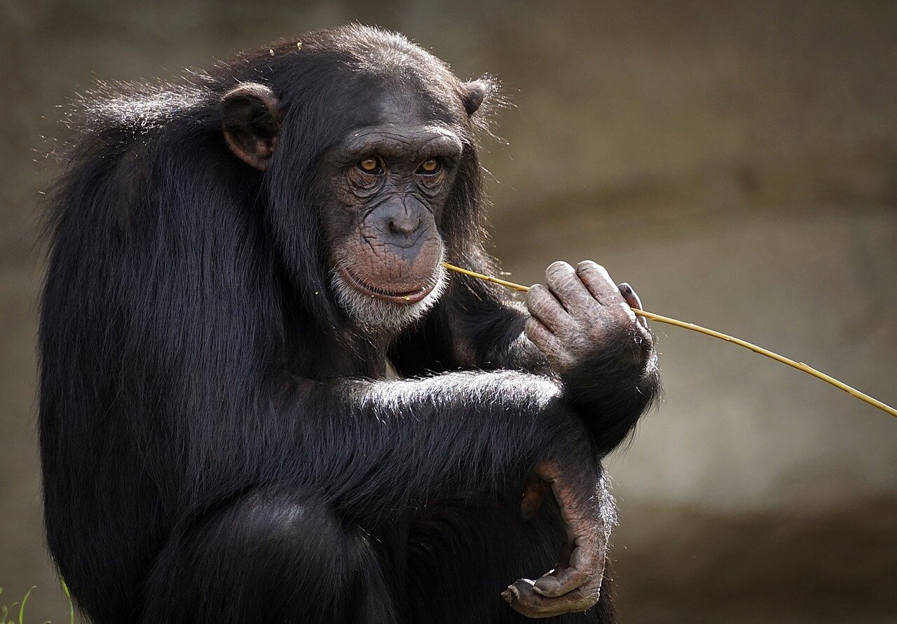 A gorilla playfully interacts with a companion, producing laughterlike sounds that suggest the importance of social bonding in their group