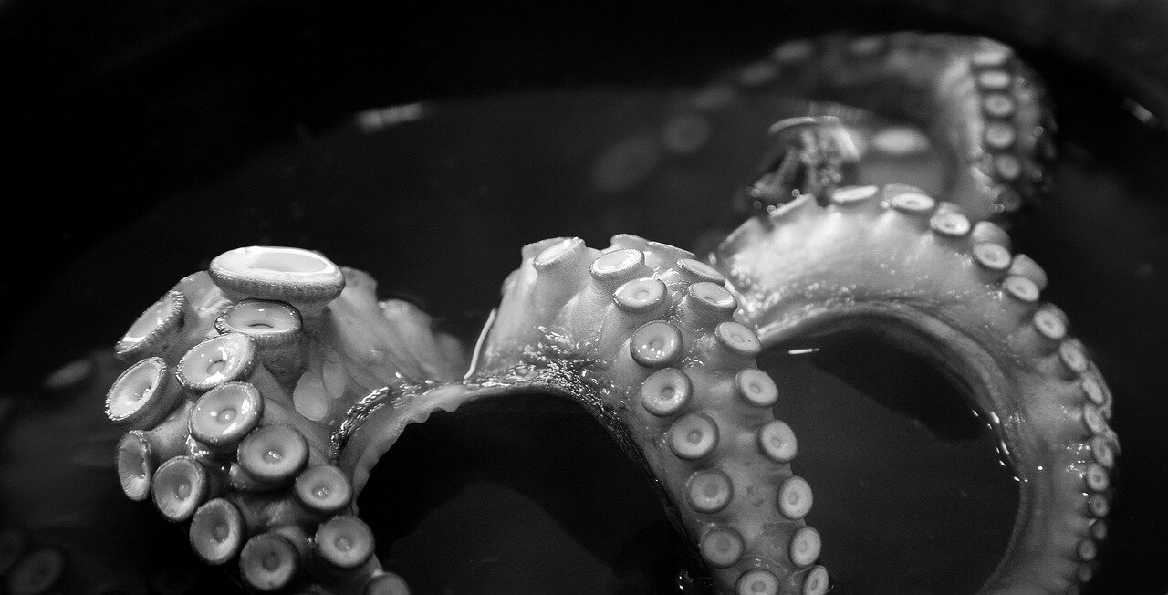 A captivating moment of the octopus interacting with its environment, illustrating the complexity of its behaviors and social interactions