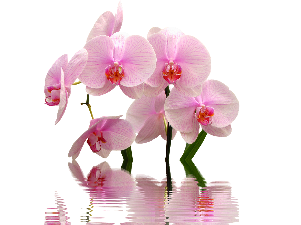 A group of orchid breeders showcases their latest hybrid creations at a bustling gardening expo, surrounded by vibrant displays of colorful orchids and engaged attendees.