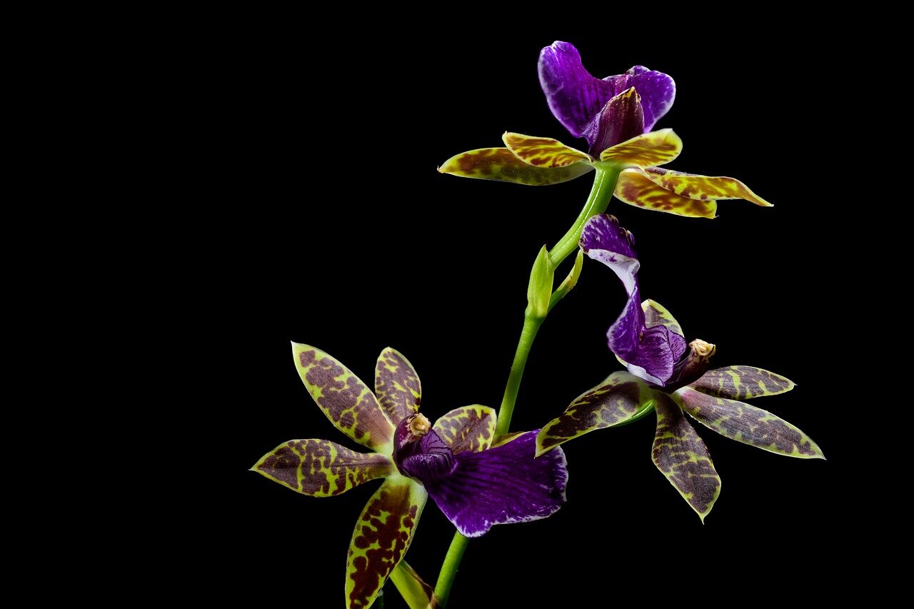 A bustling online marketplace where breeders connect with a global audience, emphasizing the role of social media in promoting orchid sales