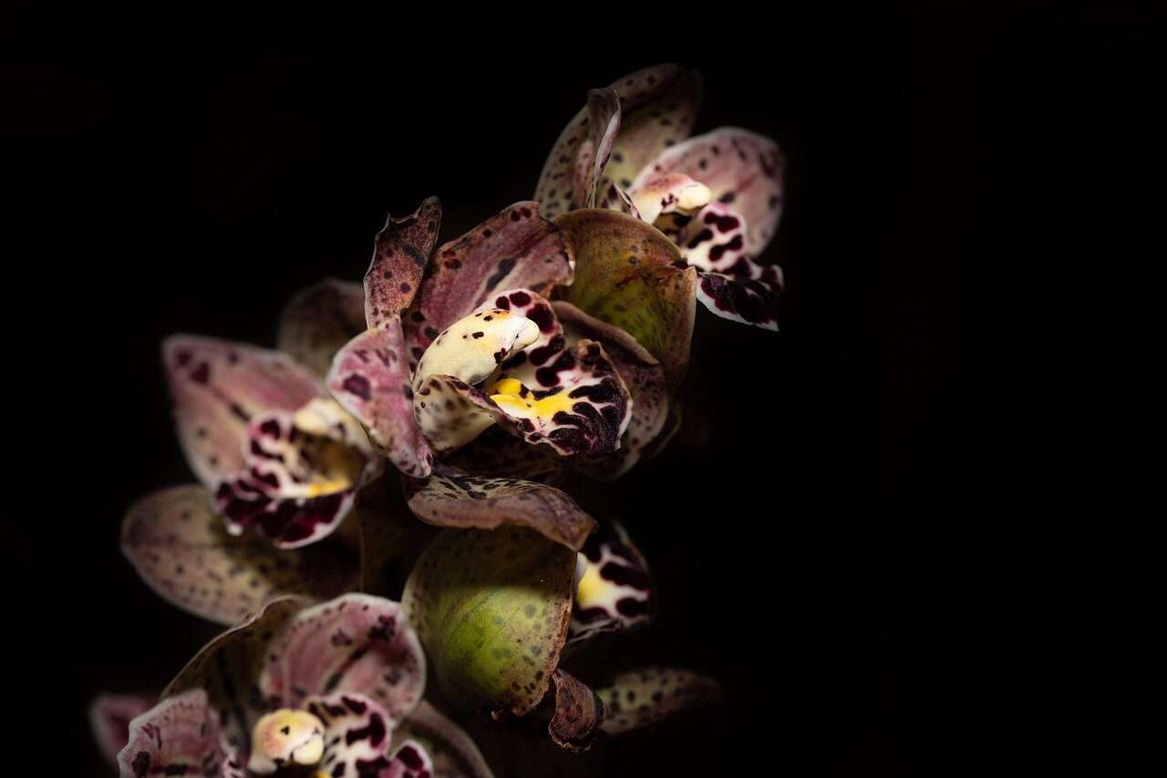 A group of orchid breeders showcases their unique hybrid varieties at the World Orchid Conference in Singapore, attracting collectors and enthusiasts from around the globe.