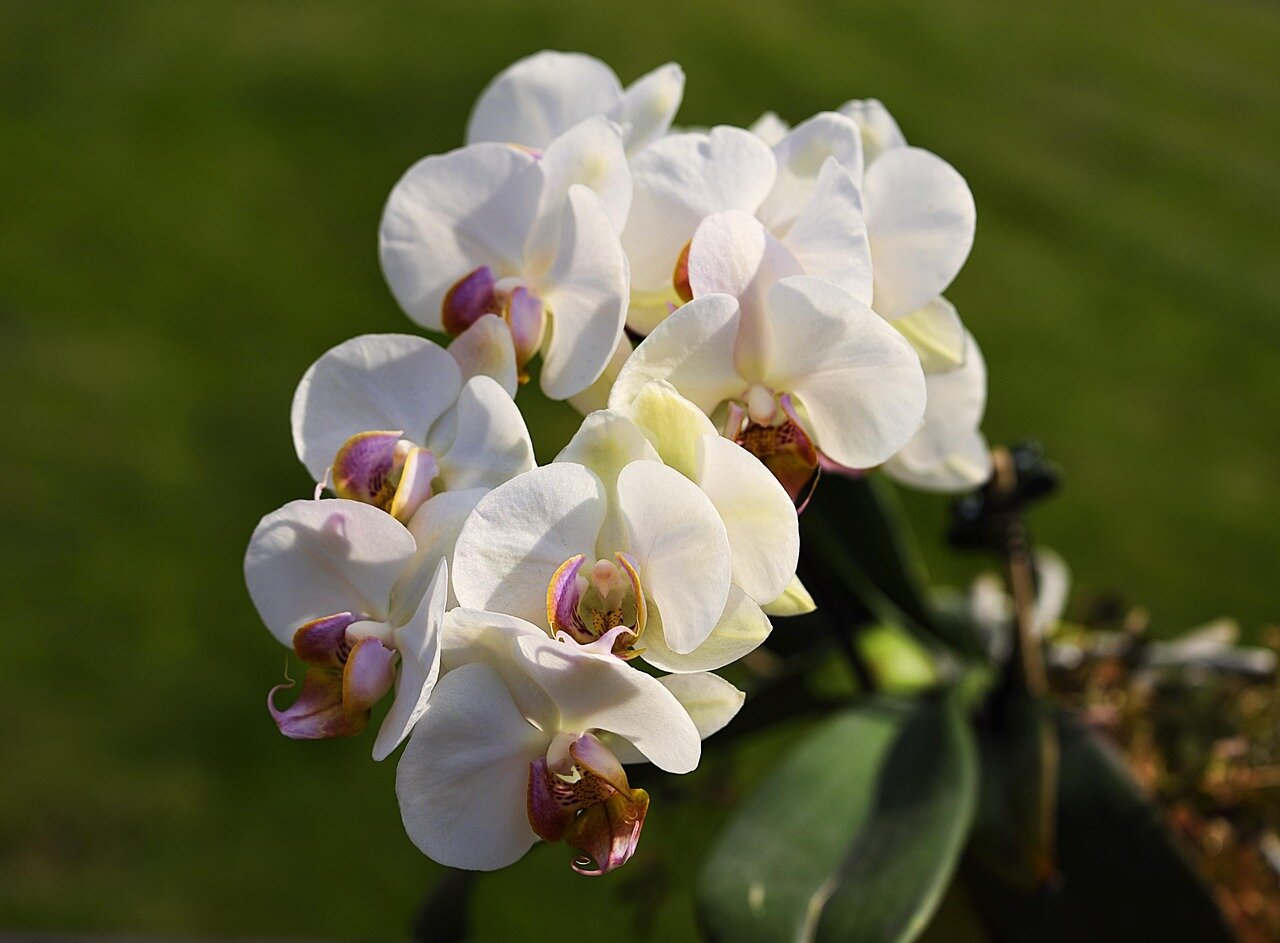 A closeup view of a rare orchid species being carefully examined by a conservationist, highlighting the importance of protecting biodiversity