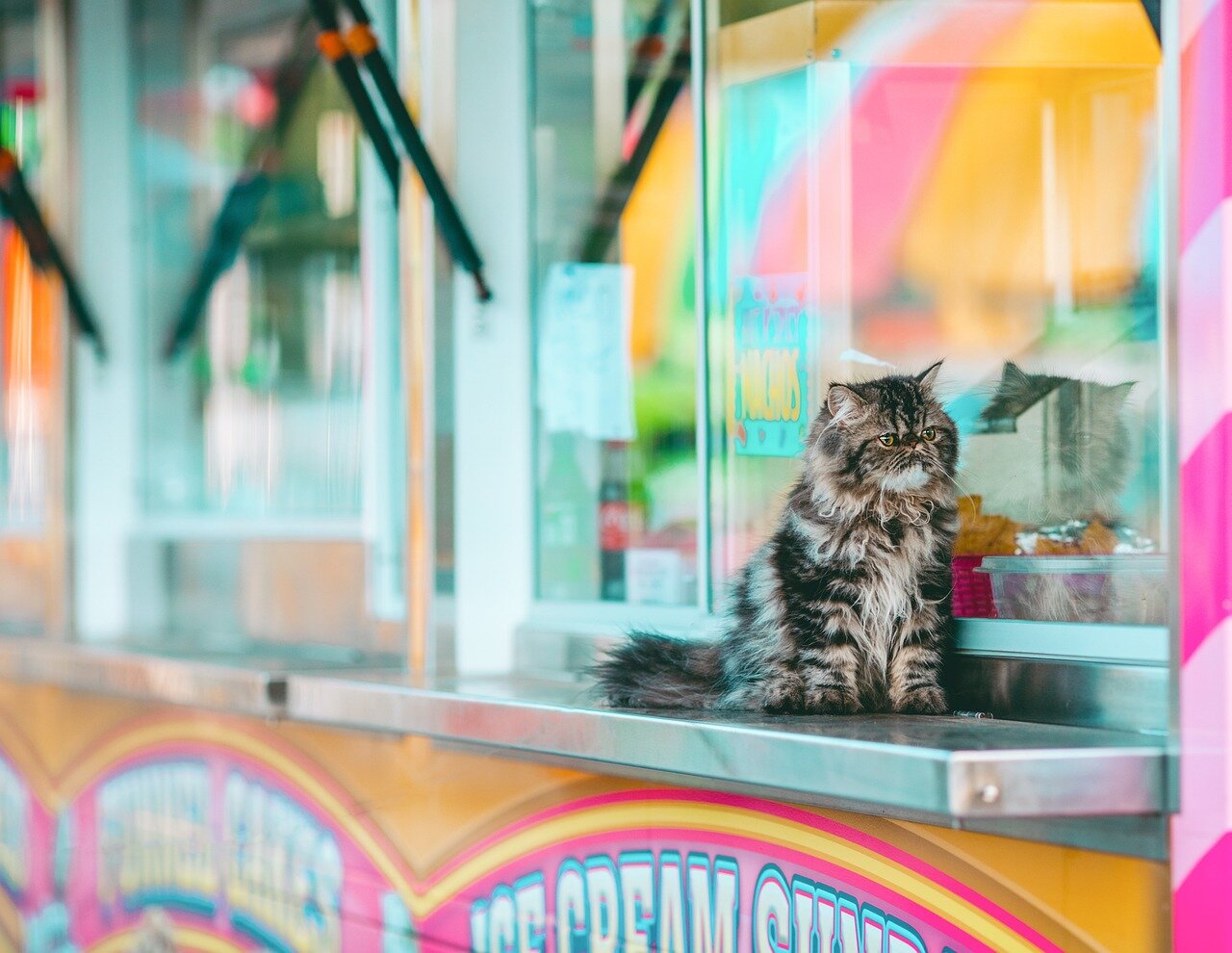 A veterinarian examines a bowl of pet food while discussing the recent study on microplastics found in over 75% of pet food samples.