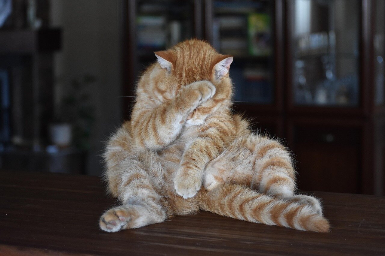 A pet owner reading the ingredients label on a pet food package, reflecting the rising consumer awareness about product safety
