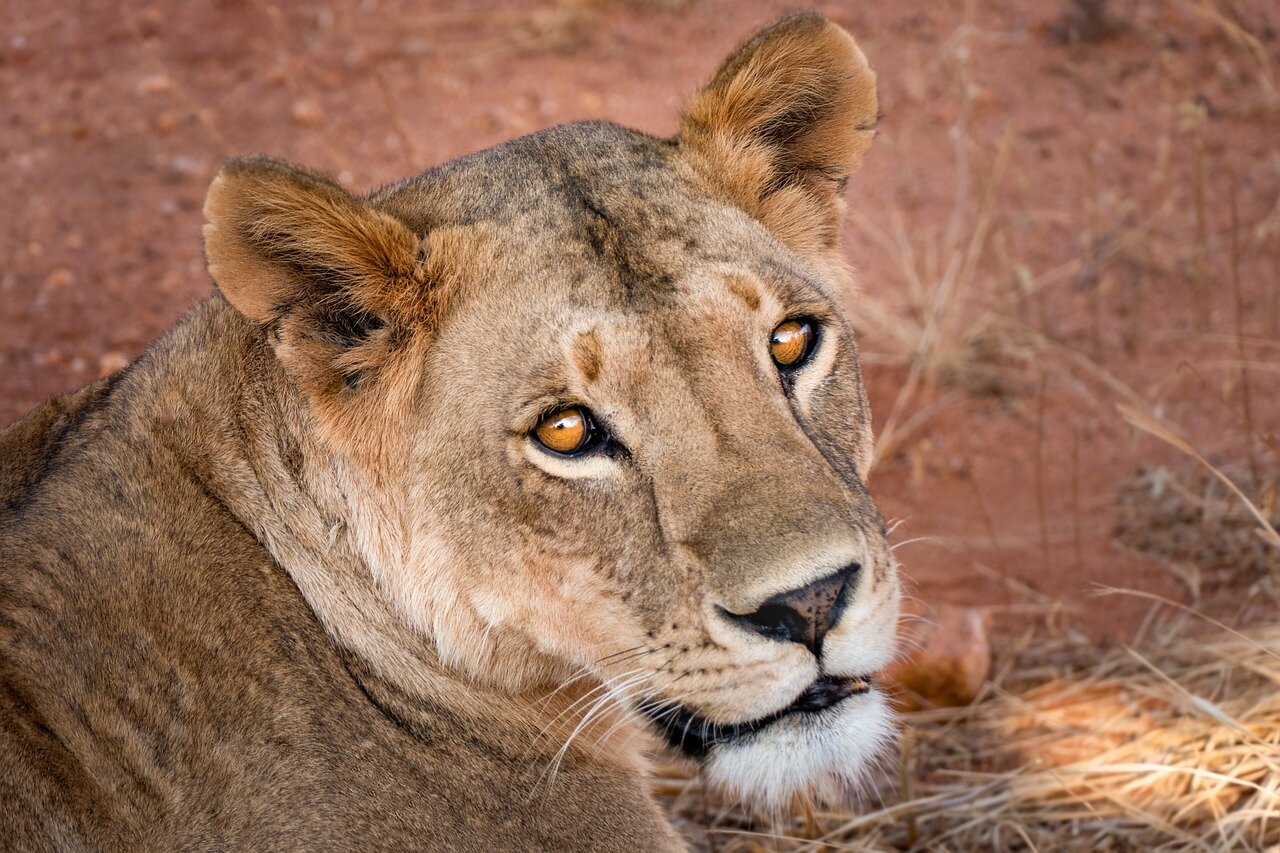 The high market value of rhino horns creates significant economic incentives for poachers in rural South Africa, often leading to dire consequences for wildlife