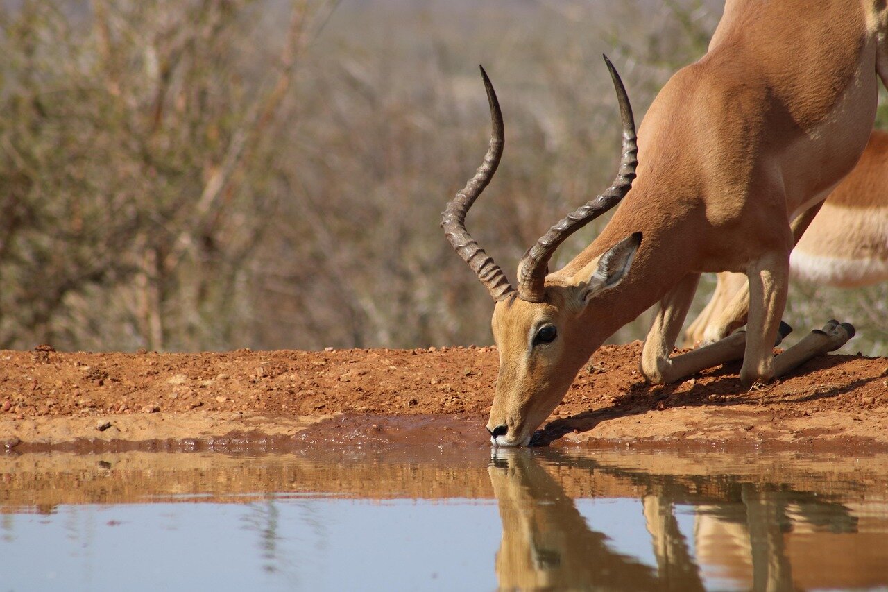 The implications of the recent trafficking case extend to local communities, which rely on wildlife tourism and face economic challenges due to illegal trade