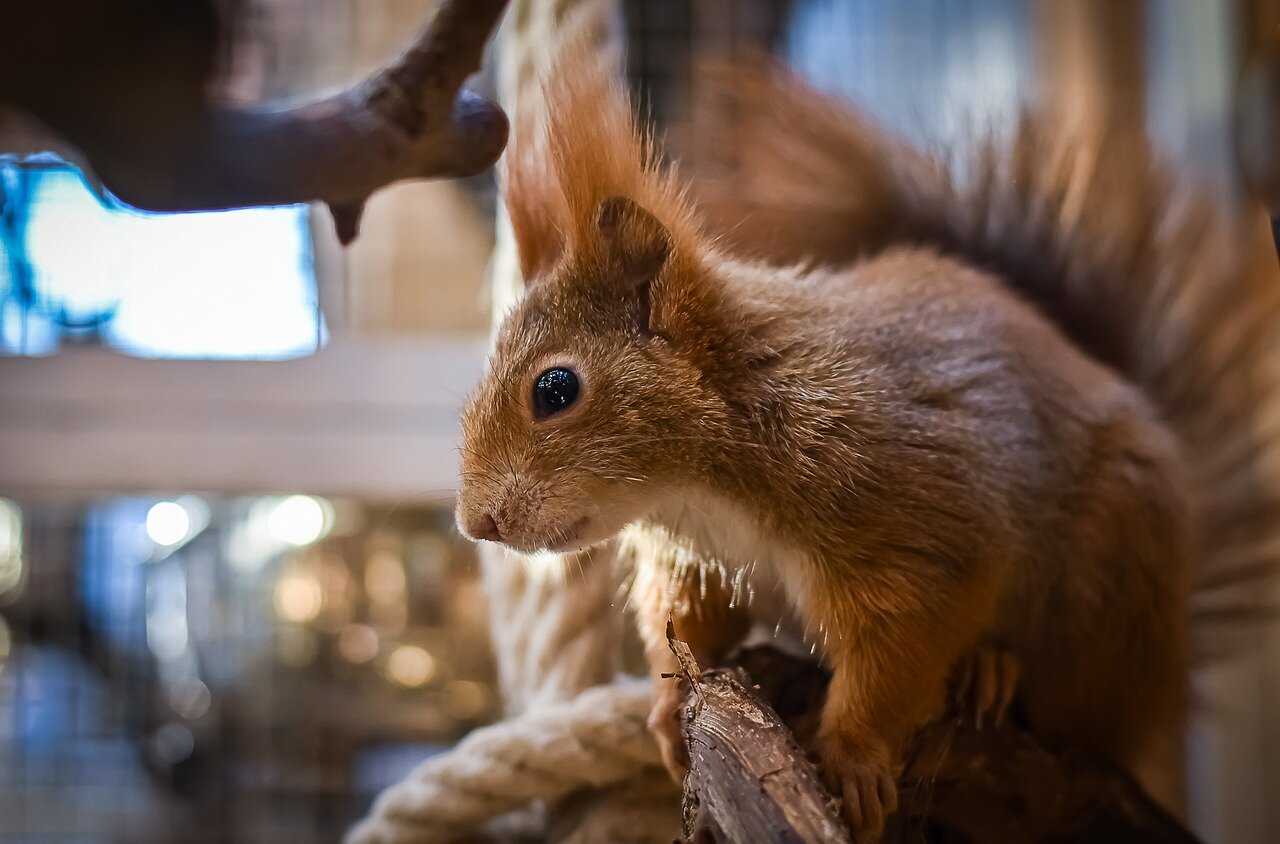 Researchers examining samples in a laboratory to identify potential pathogens affecting red squirrel populations