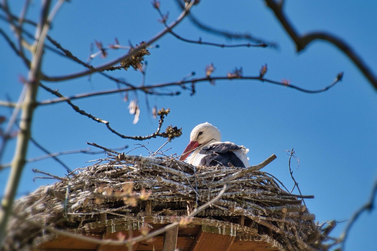 A serene image of storks nesting in the nearby area, symbolizing the ecological considerations that accompany the development of the industrial estate