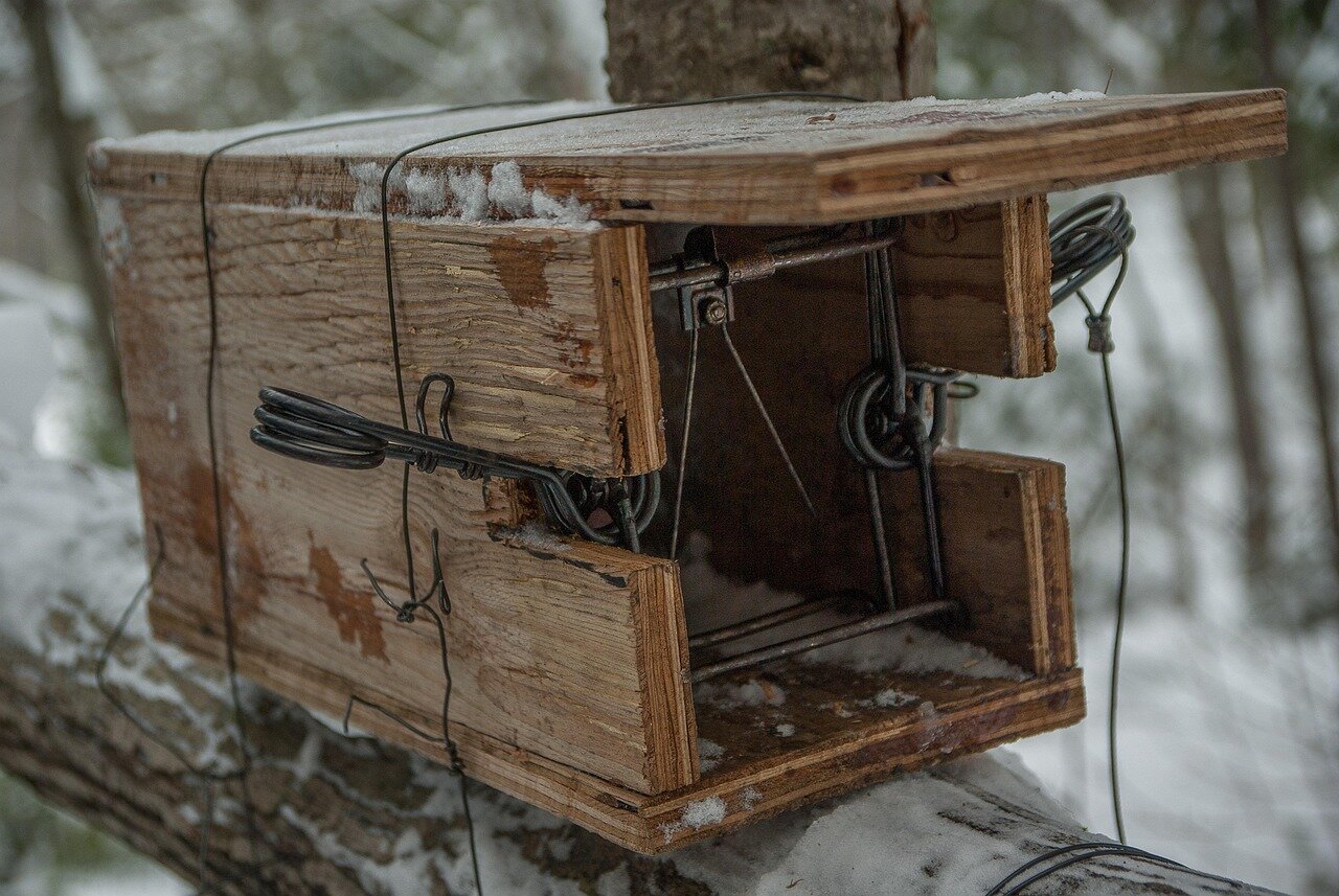 Researchers analyzing ant behavior and interactions with the newly developed traps in a controlled environment