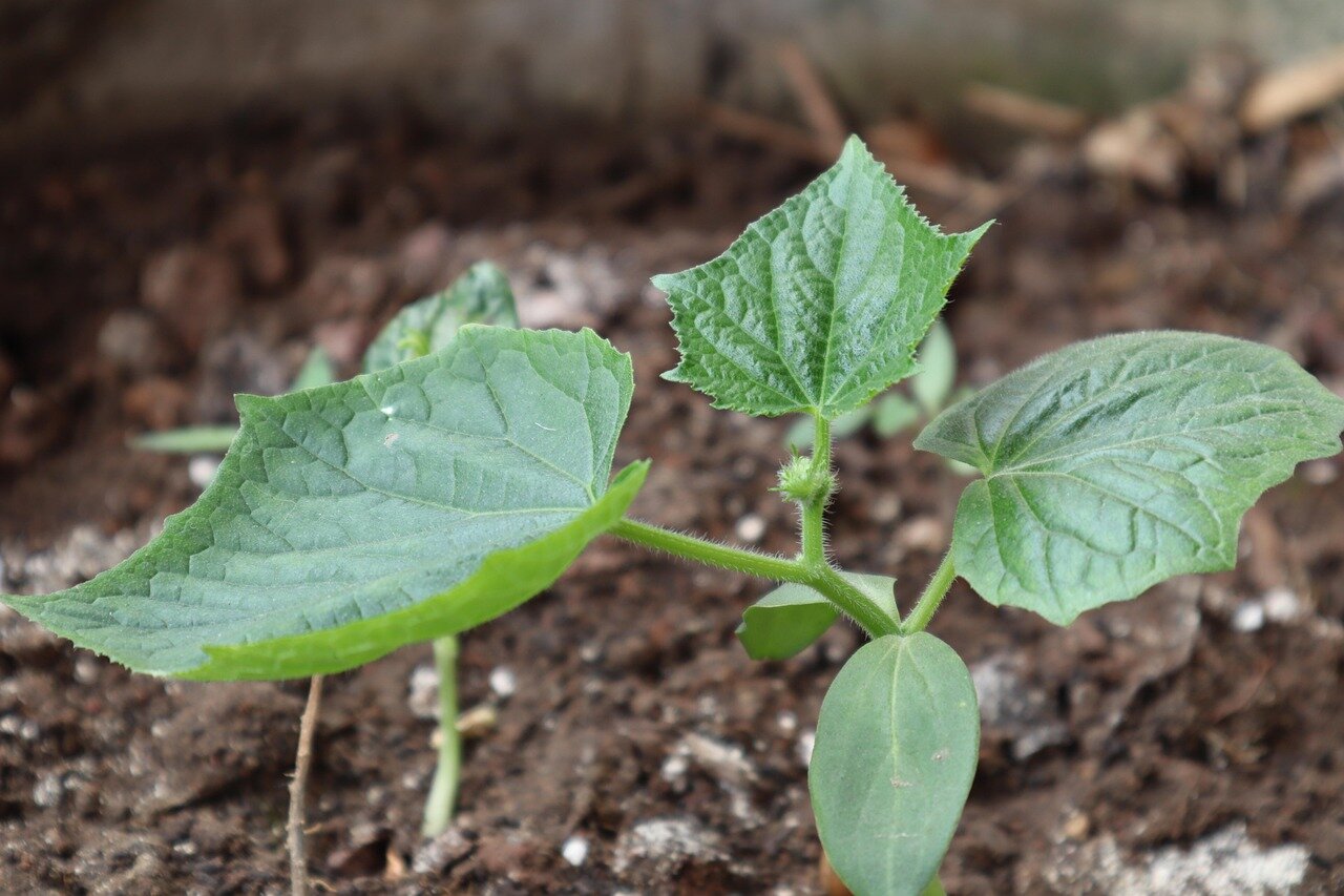 A group of environmental activists plants young trees in a deforested area, highlighting the urgent need for reforestation efforts to combat climate change.