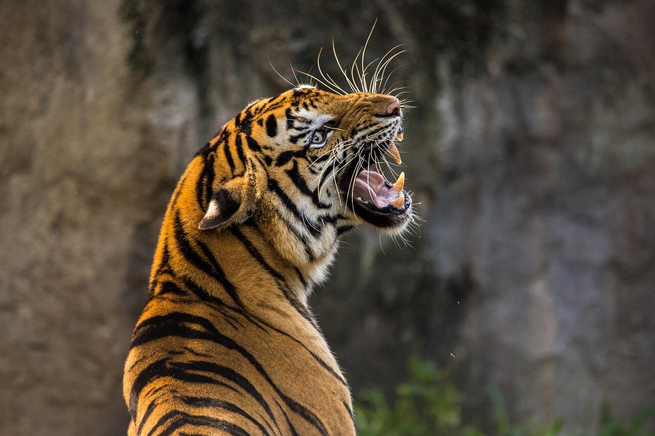 Community members gather for a meeting to discuss the implications of the recent incident and advocate for improved safety protocols at local zoos