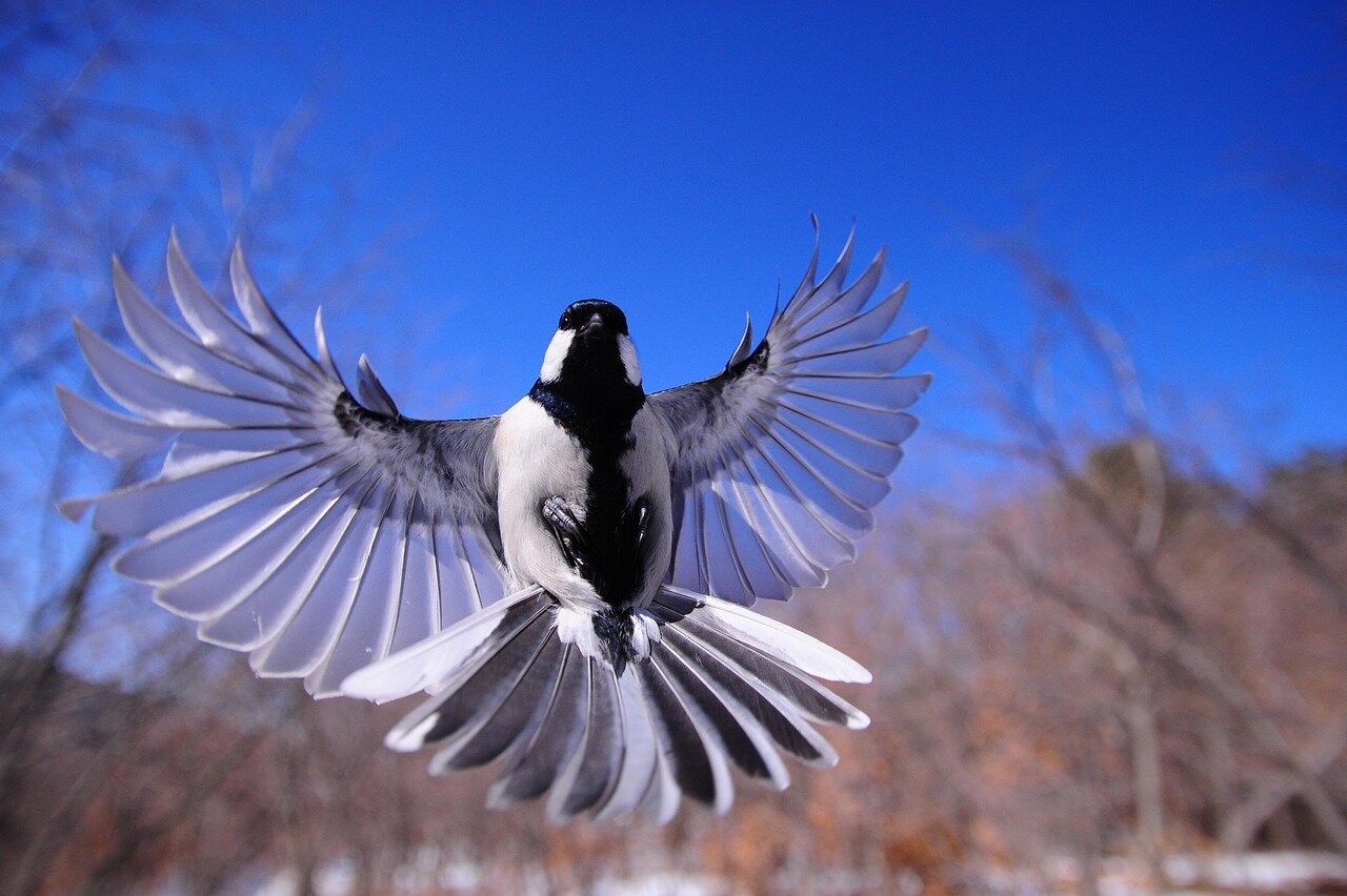 A blackcapped chickadee skillfully hides a seed in a snowcovered tree branch, demonstrating its intelligence in food caching amidst winter competition.