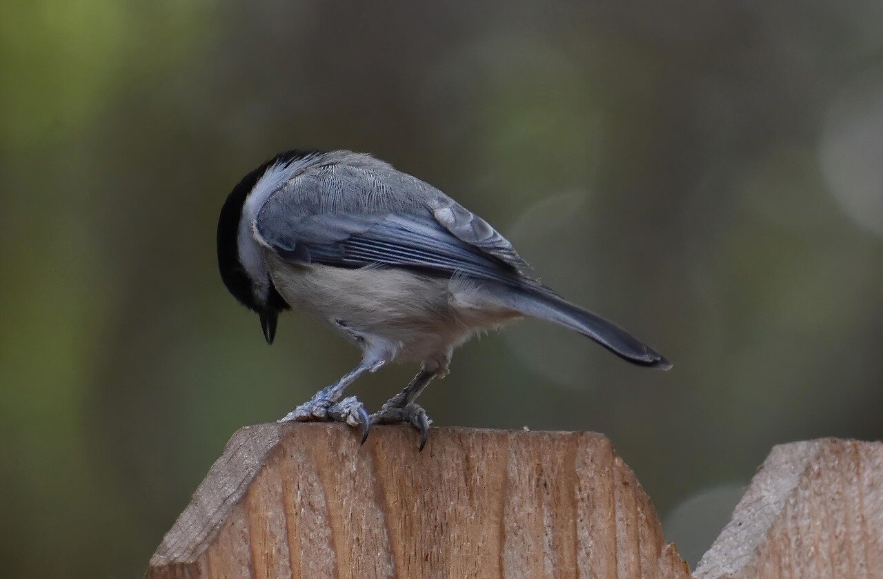 Researchers observing chickadee interactions in a forested area, highlighting the significance of intelligence in avian social structures