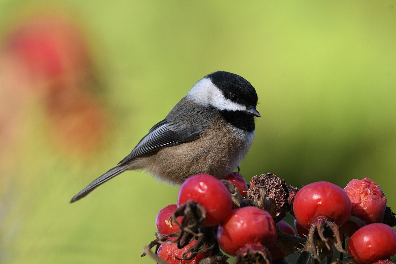 A blackcapped chickadee perched on a branch, demonstrating its distinctive features and adaptability to various environments