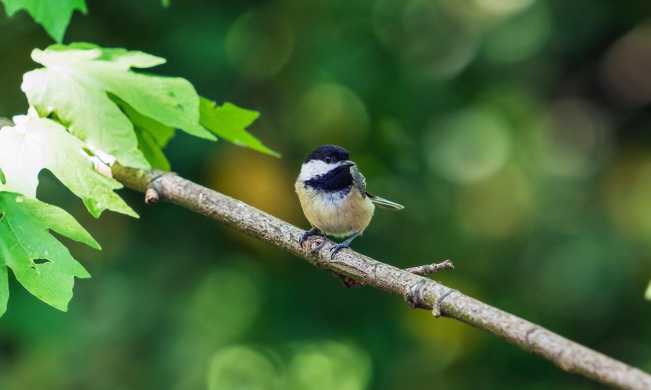 A group of chickadees engaging in complex social behaviors around a feeding station, illustrating the dynamics of competition and cooperation among them