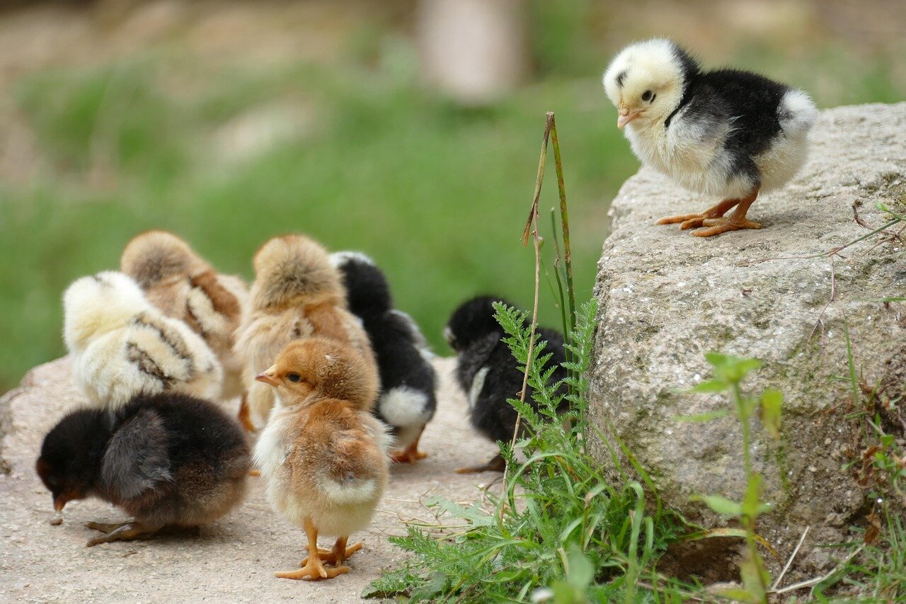 Chickens are seen in a crowded barn, panting and seeking relief from the oppressive heat as fans attempt to cool the air in a poultry farm affected by recent heat waves.