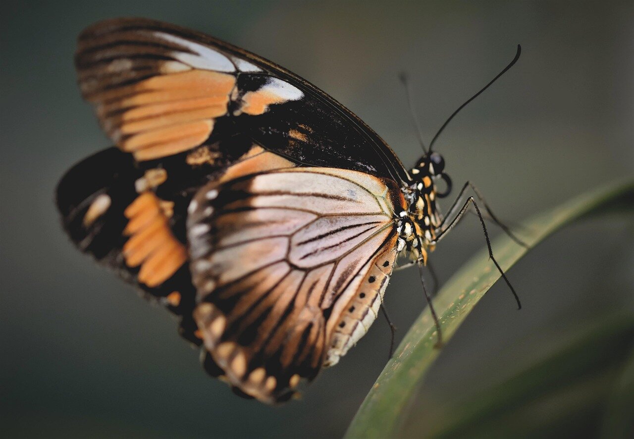 Researchers document the early signs of adaptation among the reintroduced butterflies, indicating a positive shift in the local ecosystem