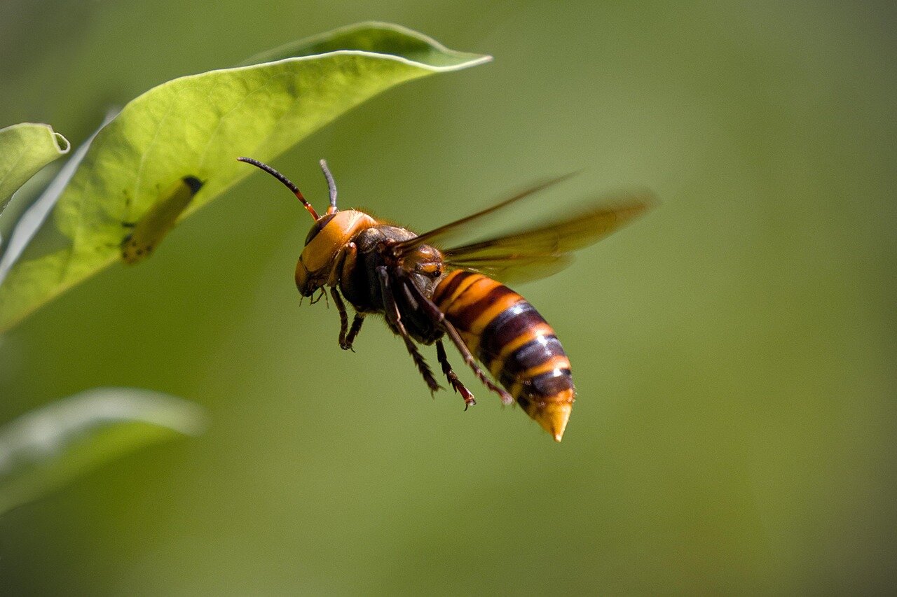 Farmers assess the potential impacts of reintroduced pollinators on crop yields, highlighting the intersection of agriculture and conservation