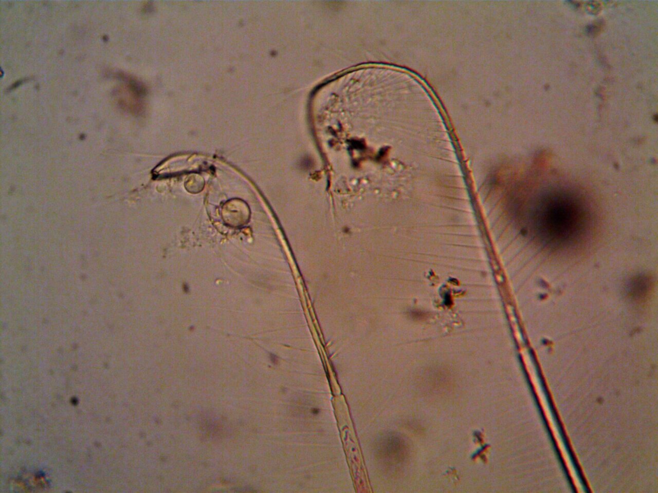 A closeup view of a tardigrade, showcasing its unique features and resilience in extreme environments, often referred to as a water bear
