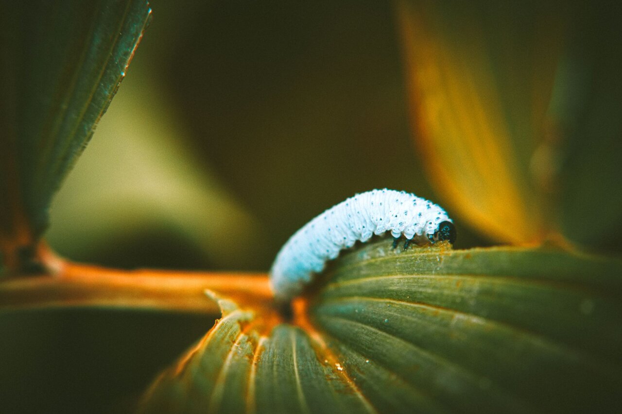 An outdoor scene depicting diverse ecosystems where tardigrades thrive, emphasizing the importance of biodiversity and conservation efforts in their natural habitats
